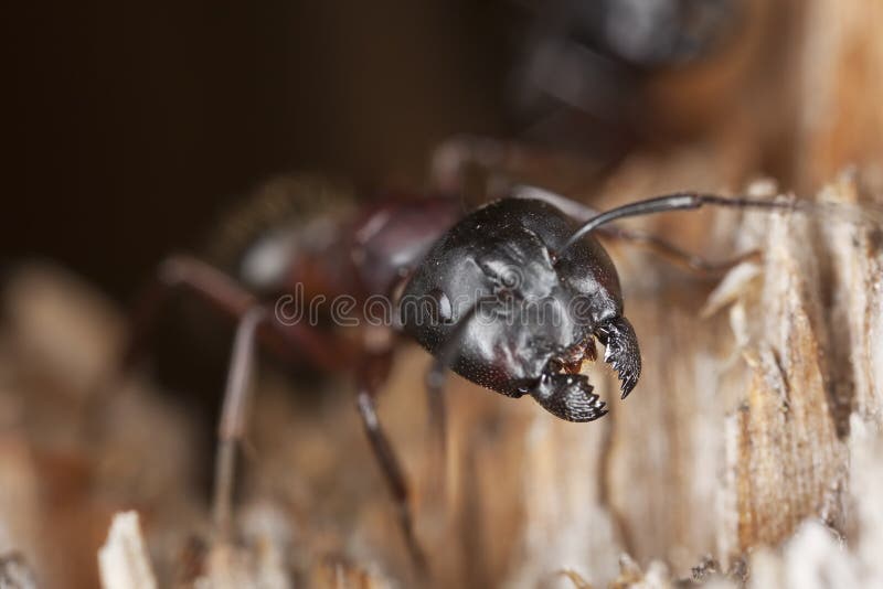 Macro photo of a Carpenter ant