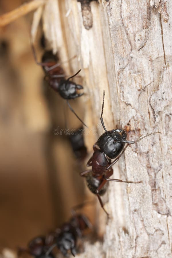 Macro photo of carpenter ants