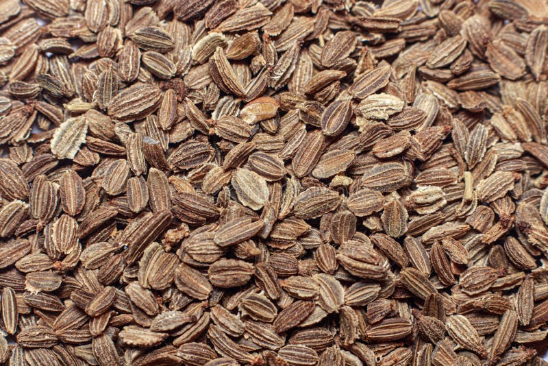 Macro photo of a close-up of carrot seeds. Planting in the garden and vegetable garden, horticulture and agriculture.