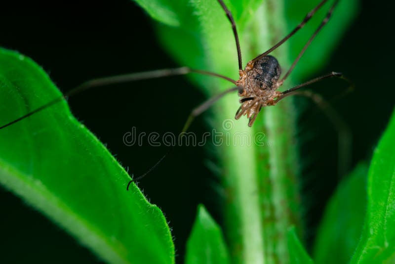 428 Opiliones Spider Stock Photos - Free & Royalty-Free Stock Photos from  Dreamstime