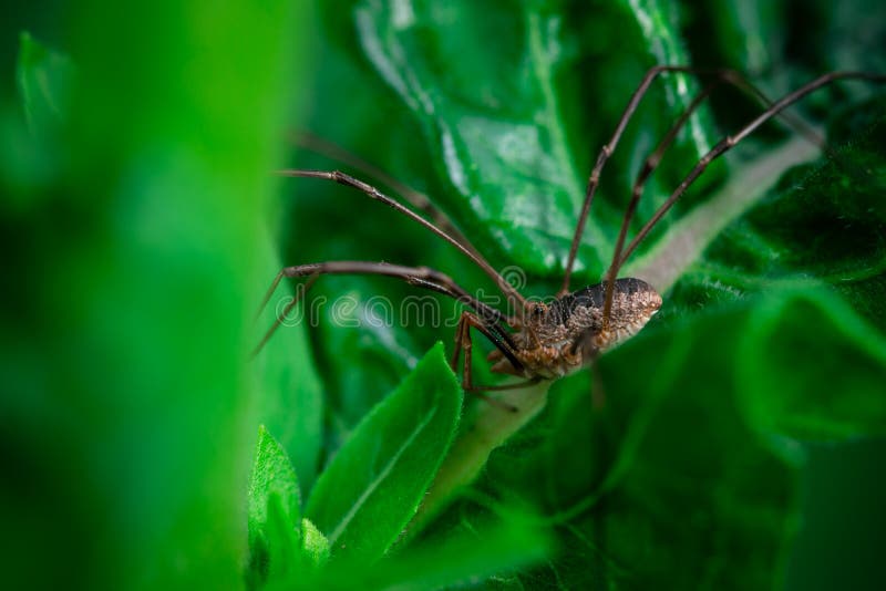 428 Opiliones Spider Stock Photos - Free & Royalty-Free Stock Photos from  Dreamstime