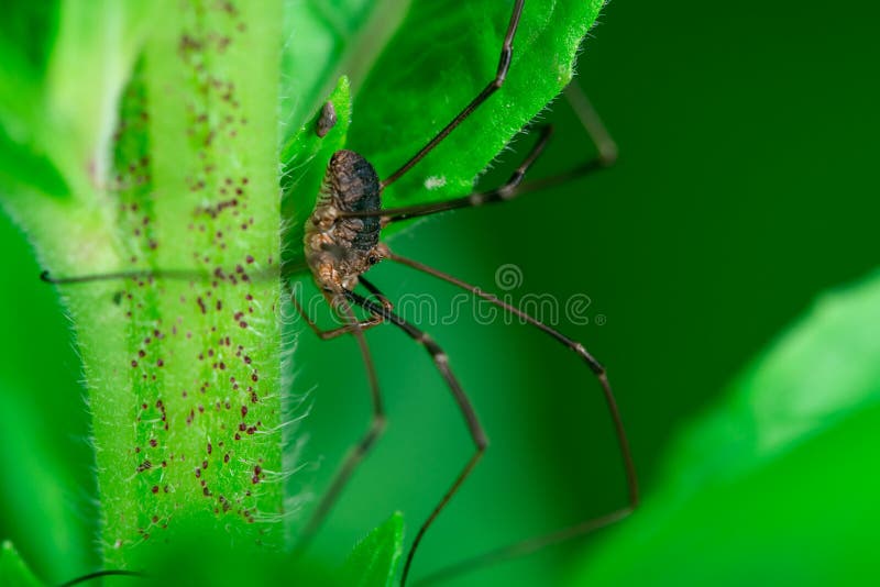 428 Opiliones Spider Stock Photos - Free & Royalty-Free Stock Photos from  Dreamstime