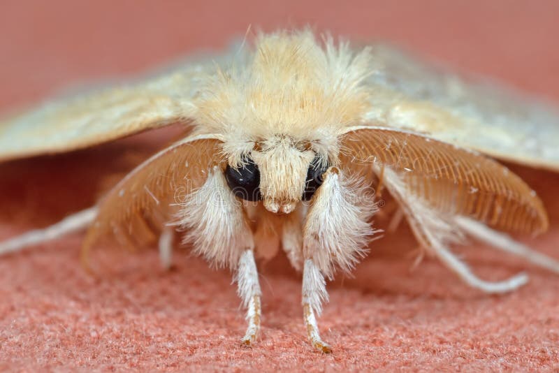 Macro Photo of Cute Yellow Moth on Background Stock Image - Image of ...