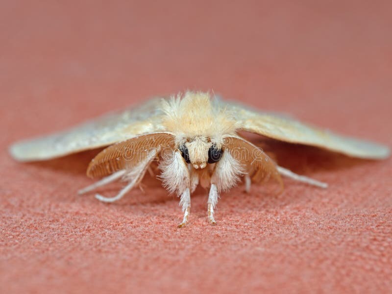 Macro Photo of Cute Yellow Moth Isolated on Background Stock Image ...