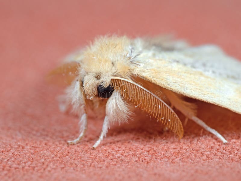 Macro Photo of Cute Yellow Moth on Background Stock Photo - Image of ...