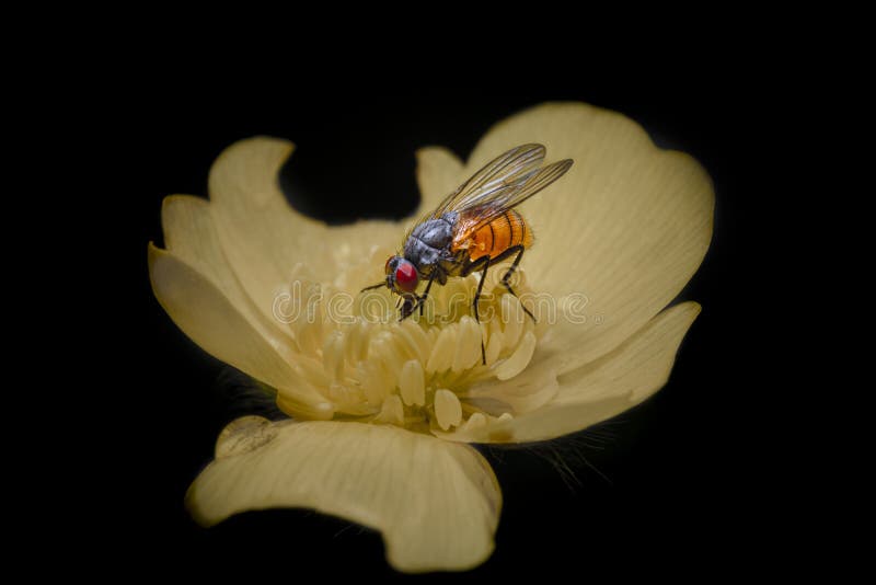 Macro photo d'une mouche sur une fleur jaune images libres de droits Macro photo d'une mouche sur une fleur jaune images libres de droits