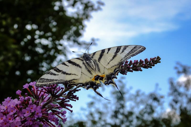 Macro photo de papillon de podalirius d'Iphiclides de queue d'hirondelle sur le buisson fleurissant du davidii de Buddleja photos libres de droits Macro photo de papillon de podalirius d'Iphiclides de queue d'hirondelle sur le buisson fleurissant du davidii de Buddleja photos libres de droits