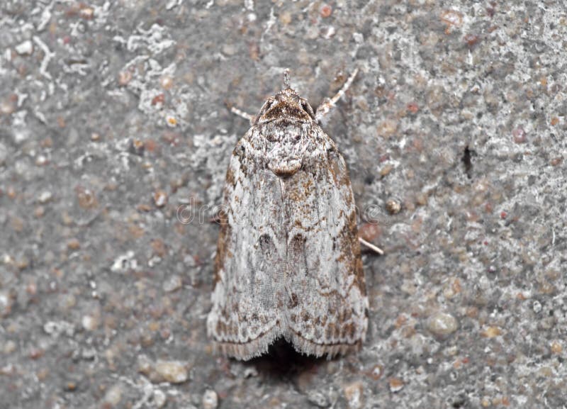 Macro photo de petit camouflage de mite sur le mur photographie stock Macro photo de petit camouflage de mite sur le mur photographie stock