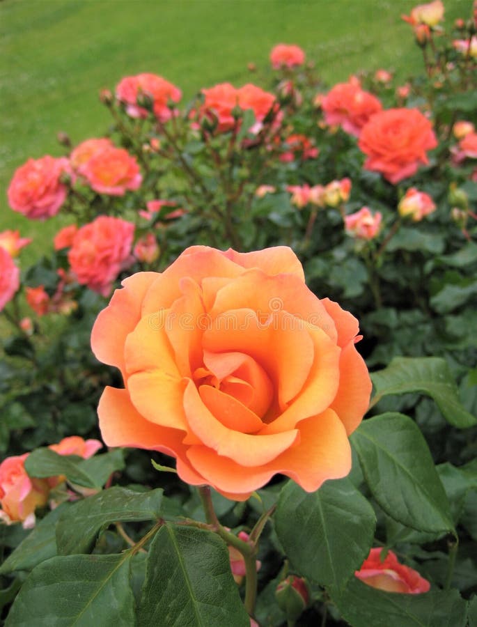 Macro photo with a decorative background of beautiful bright orange flowers plants shrub varietal roses for landscaping