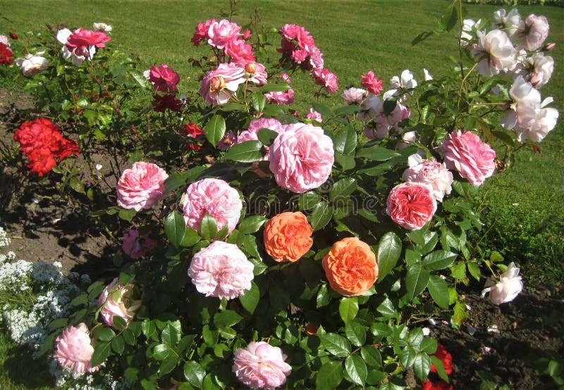 Macro photo with a decorative background of beautiful bright pink flowers plants shrub varietal roses for landscaping