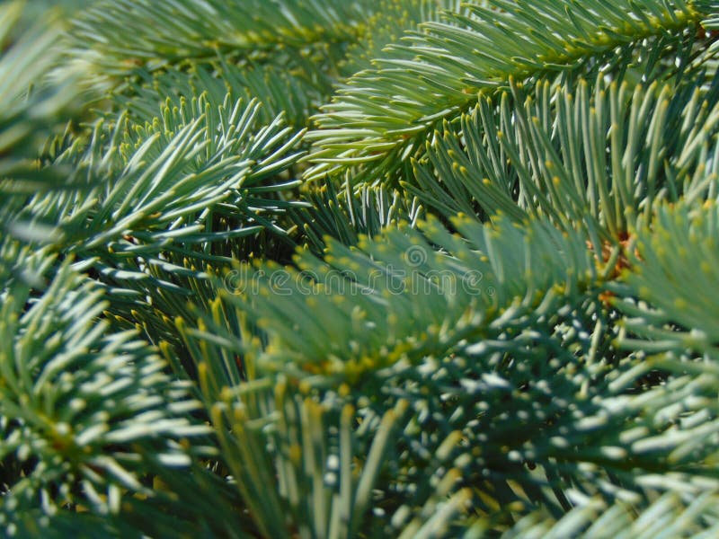 Macro photo with a decorative background of green needle tree branches stock photos