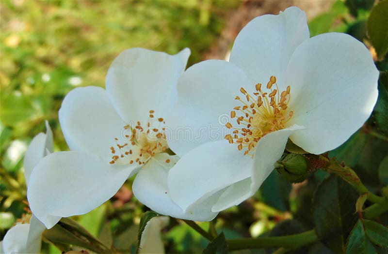 Macro photo with decorative background texture of delicate white petals of shrub rose flowers for landscaping