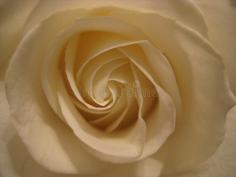 Macro photo with decorative background texture of white flower petals of a garden rose plant for design