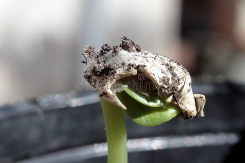 Macro Detail Of Sunflower Seed Germinating In Spring Stock Image