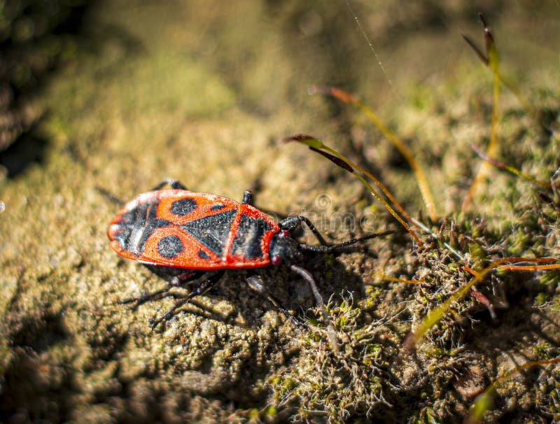 Macro photo of a firebug royalty free stock photos