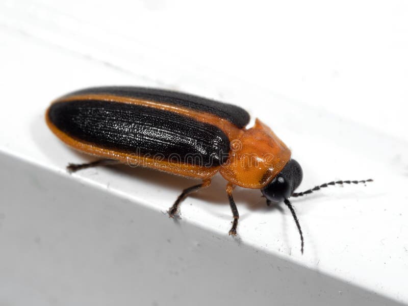 Macro Photo of Firefly on White Floor