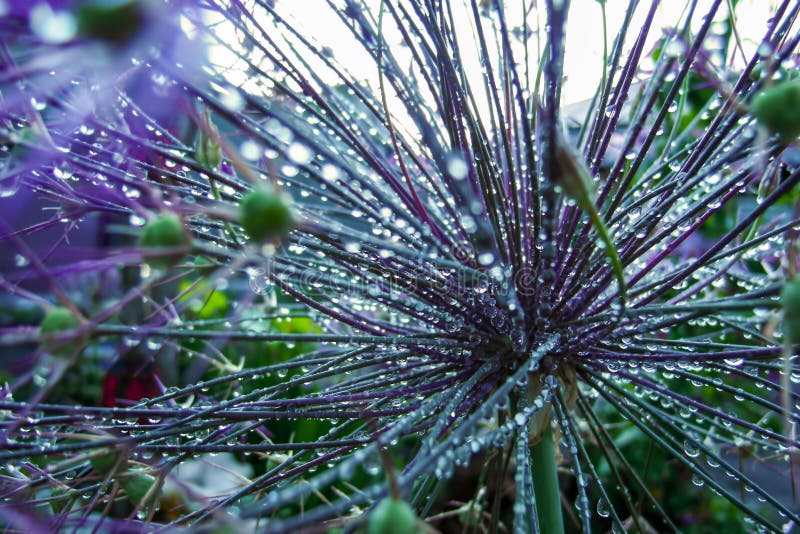 A Flower Covered with Dew on a Cold Morning Stock Photo Image of leaf