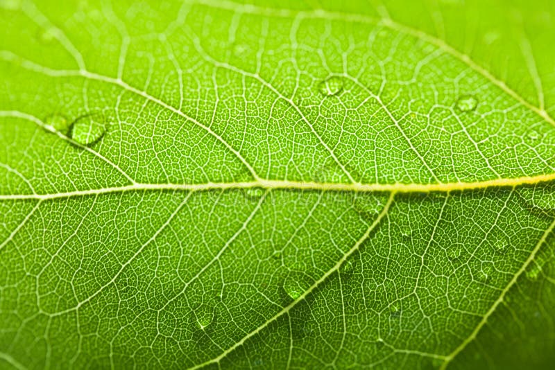 Macro photo of green leaf with water drops