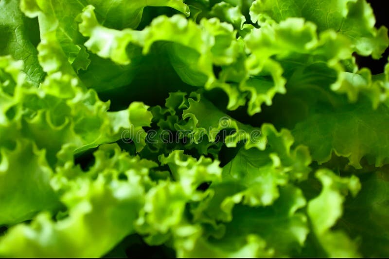 Macro Photo of the Green Salad,top View. Texture Background from the ...