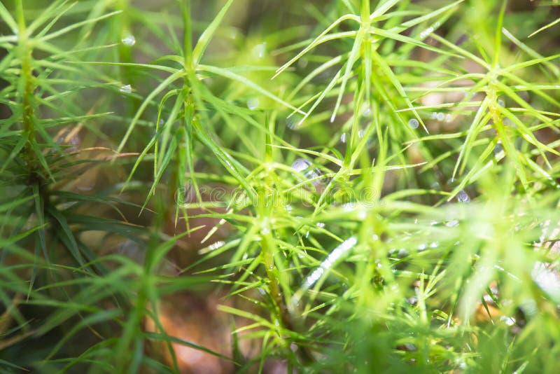 Macro Photo of Green Sprouts Needle Christmas Tree in the Grass Stock