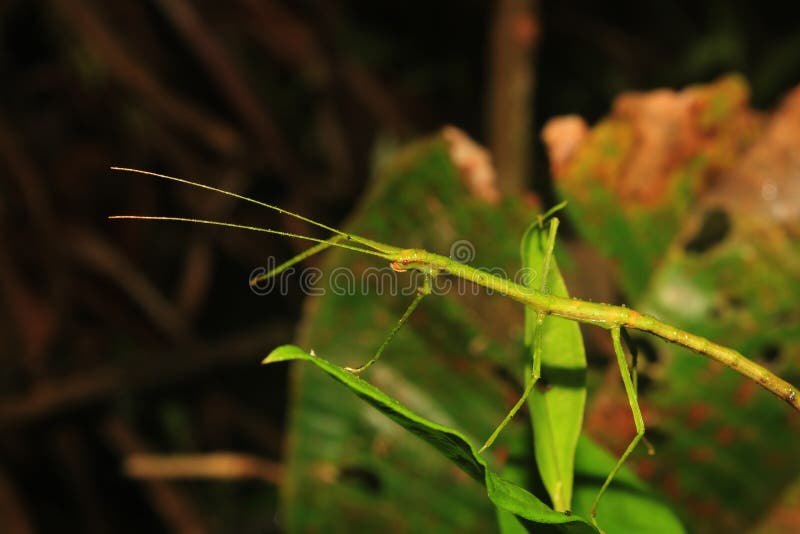Macro photo of a green stick insects standing on a leaf stock images