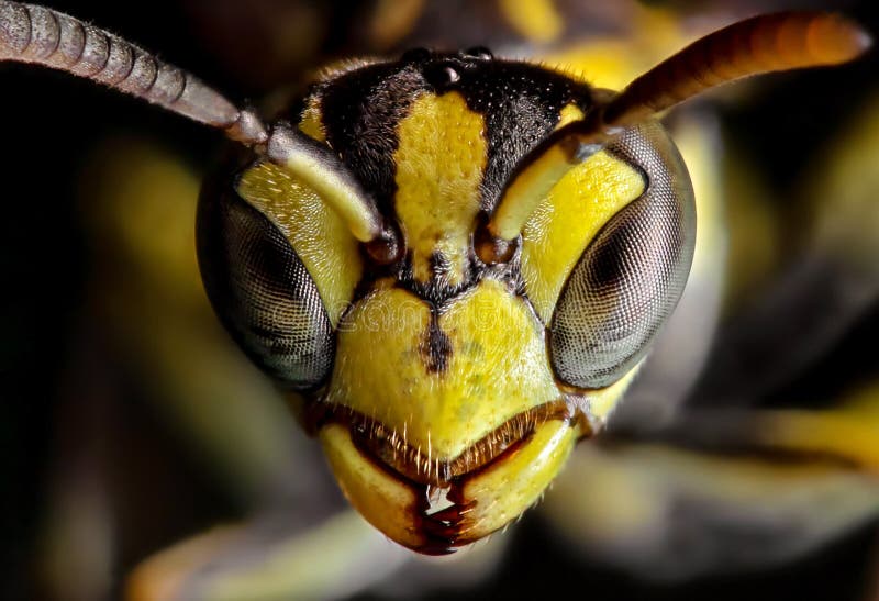 Macro Photo of Head of Wasp Isolated on Background