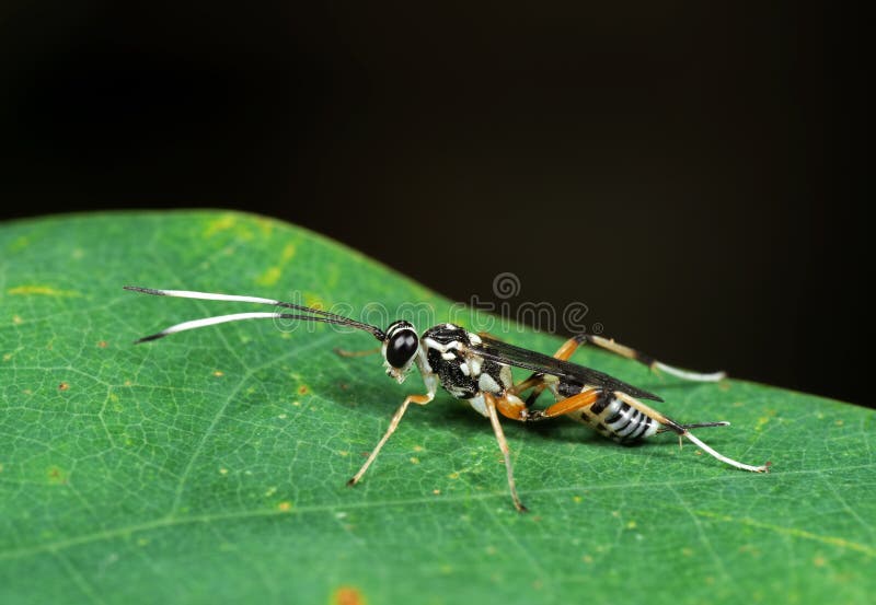 Macro Photo of Ichneumon Wasp with Black and White Antennae on G