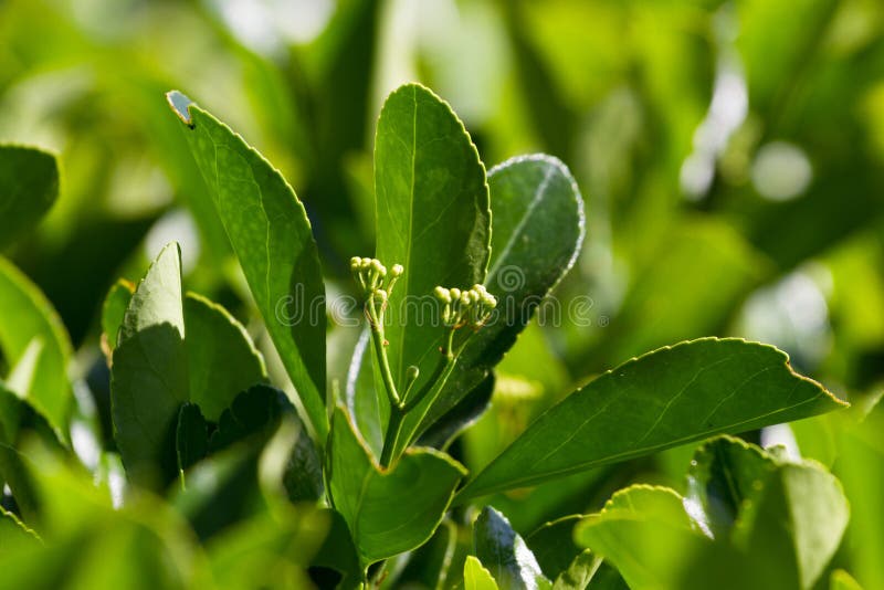 Macro photo leaves of Eounimus japonicus. Japanese spindle, evergreen stock photos Macro photo leaves of Eounimus japonicus. Japanese spindle, evergreen stock photos