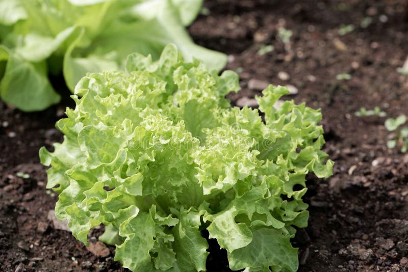 Lettuce in a garden bed. stock photo. Image of earth 115596946