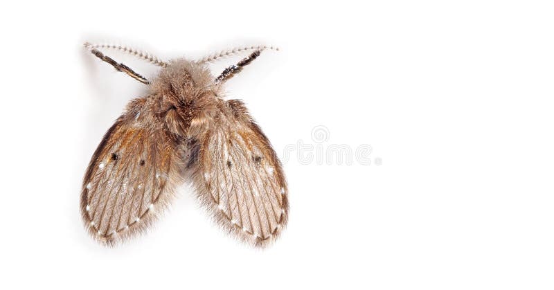 Macro Photo of Moth Fly on White Background with Space