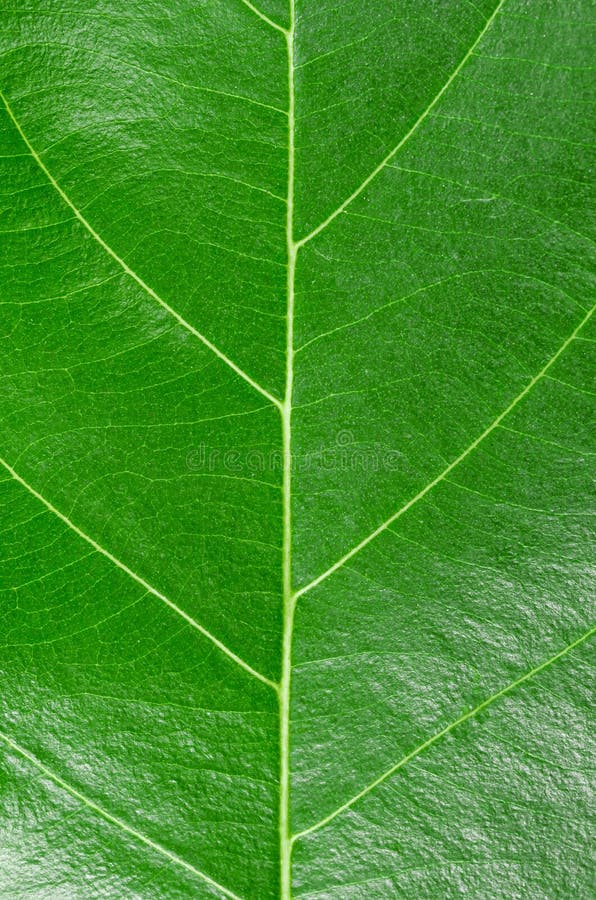 Macro Photo Of Natural Green Leaf Pattern as background