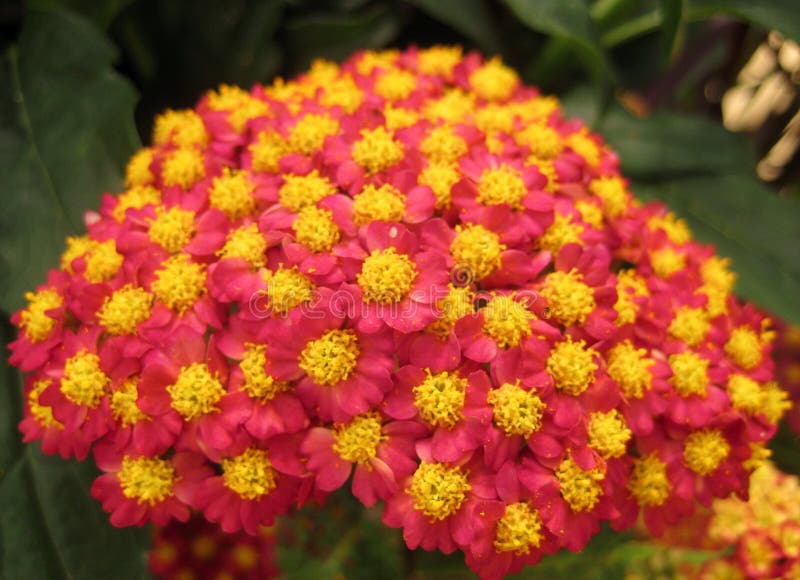Macro photo of a picturesque bright pink shades of flowers Achillea stock photos Macro photo of a picturesque bright pink shades of flowers Achillea stock photos