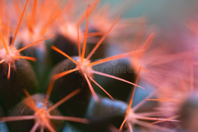 Macro photo of pink cactus. Bright and vibrant photo