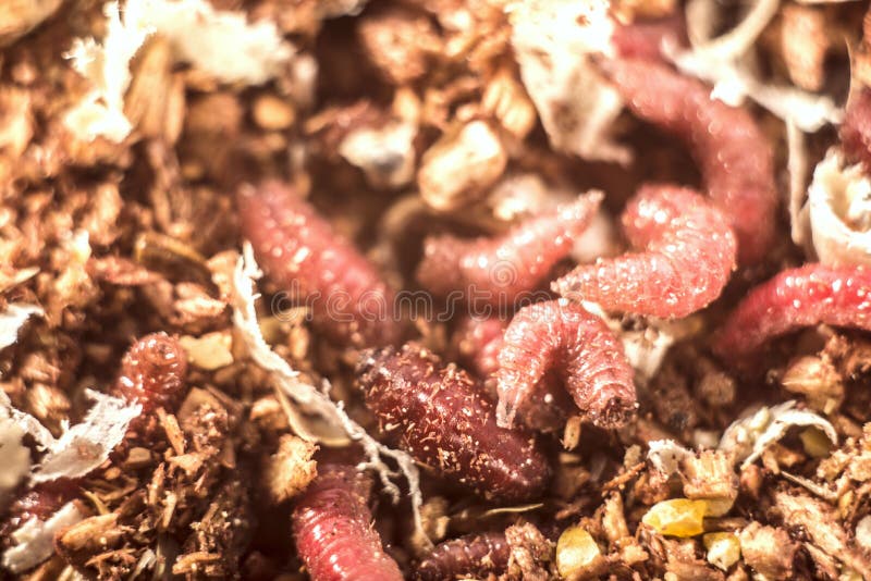 Red Maggots For Fishing In A Plastic Jar, A Lot Of Maggots Stock Photo  Image Of Larva, Appetite: 127582692, Maggots For Fishing