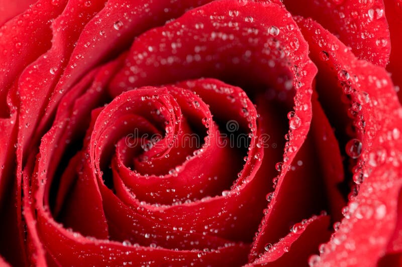 Macro photo of red rose