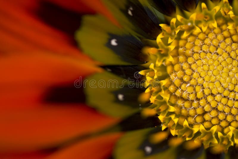 Macro photo from red and yellow flower