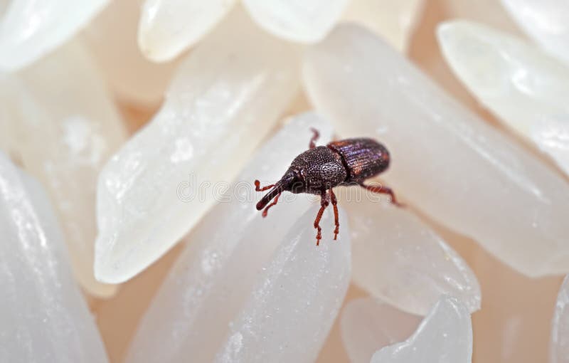 Macro Photo of Rice Weevil or Sitophilus oryzae on Raw Rice