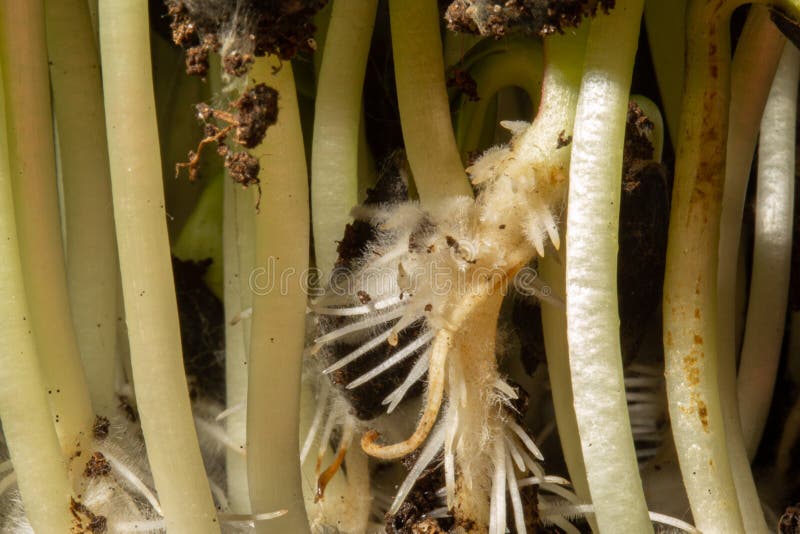Macro Photo of Root, Rhizoid of Sunflower Seeds. Stem Seedling, Stock