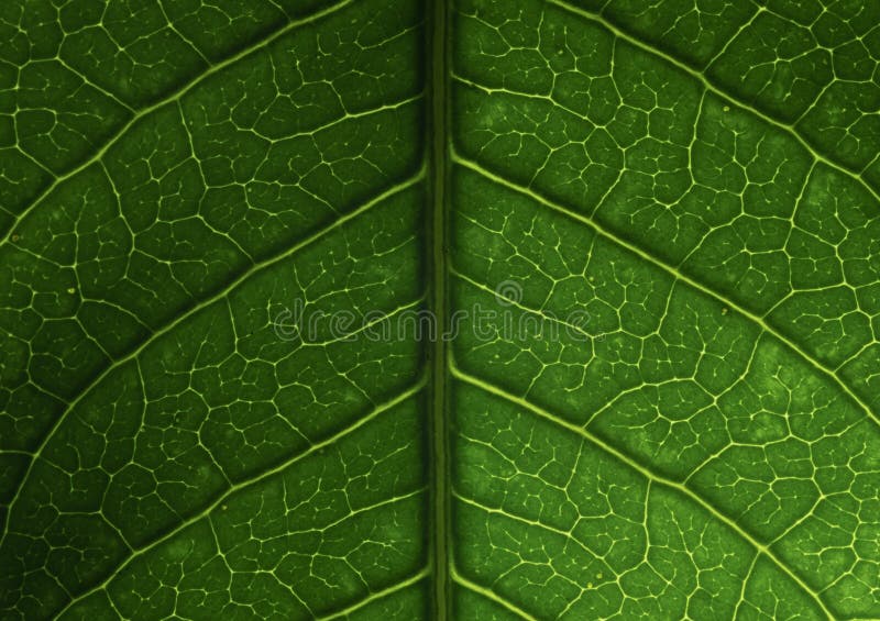 Macro photo showing details of leaves, detail of cell green leaf texture