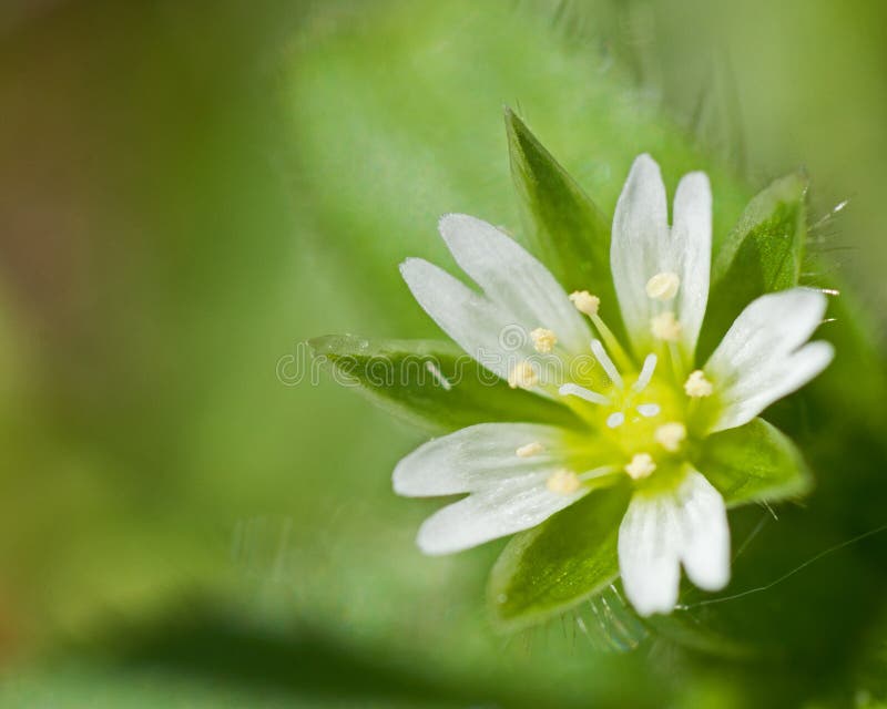 Macro photo of small white flower royalty free stock images Macro photo of small white flower royalty free stock images