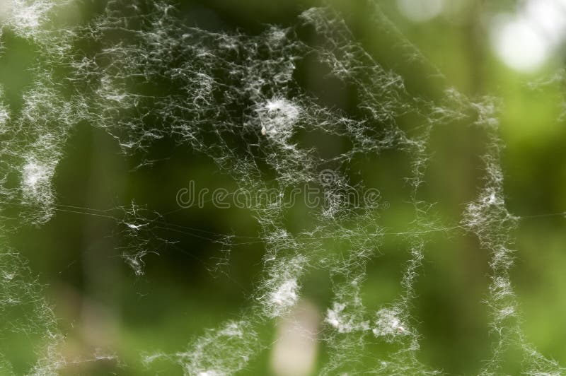 A macro photo of a spider web stock images A macro photo of a spider web stock images