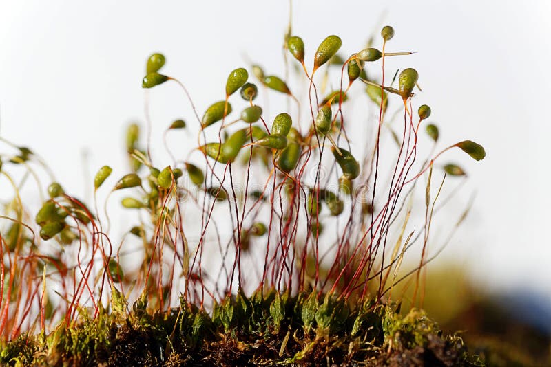 https://www.dreamstime.com/macro-photo-sporophytes-bryum-moss-macro-photo-sporophytes-bryum-moss-white-background-image183843230