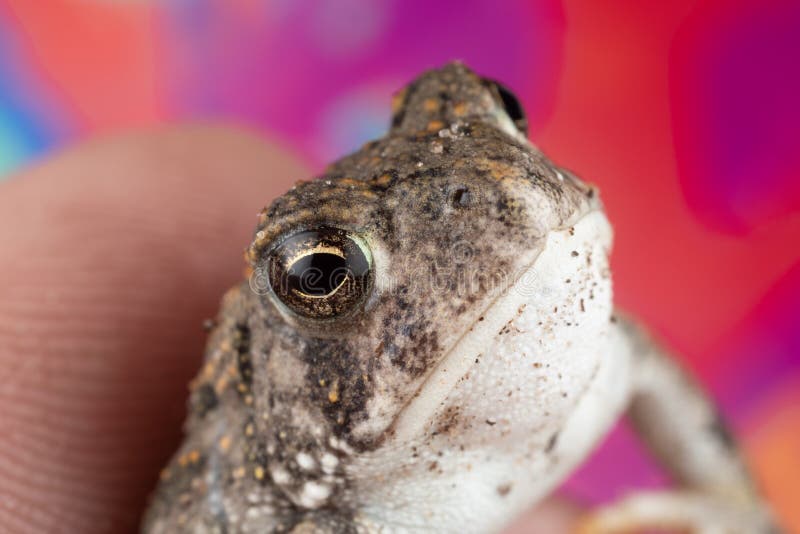 Macro photo of a toad being held in a hand with lots of details visible in its bumpy skin and shiny eyes. Bumpy toad stock images, royalty-free photos and pictures