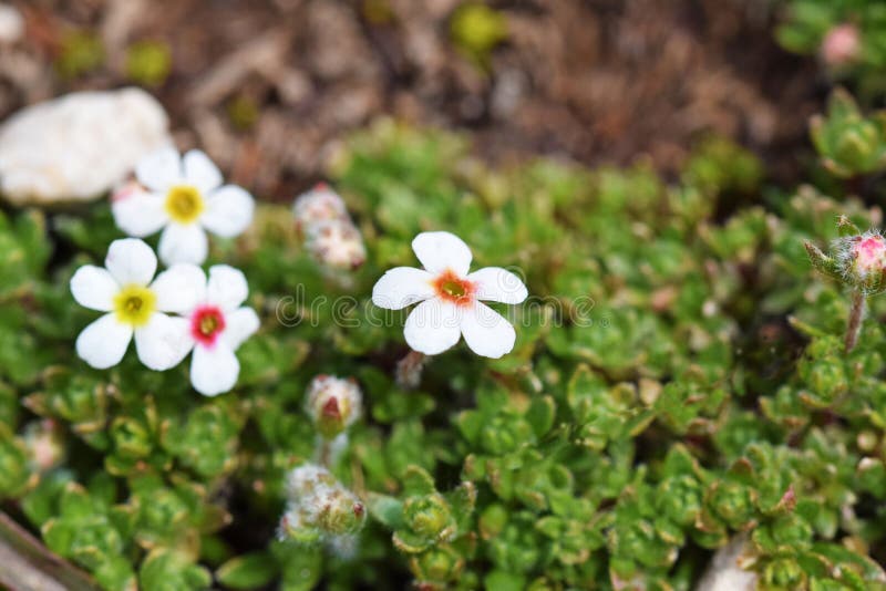 Androsace villosa , shaggy rock jasmine flower , flora Iran