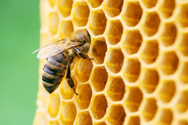 Honeycomb  Bee Culture