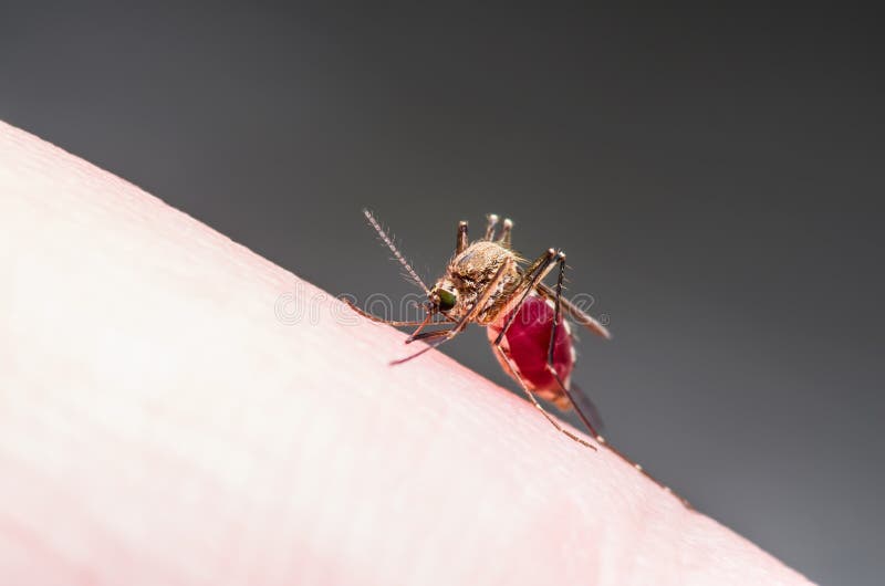 Yellow Fever, Malaria or Zika Virus Infected Mosquito Insect Macro. Macro Photo of Yellow Fever, Malaria or Zika Virus Infected Mosquito Insect stock photography Yellow Fever, Malaria or Zika Virus Infected Mosquito Insect Macro. Macro Photo of Yellow Fever, Malaria or Zika Virus Infected Mosquito Insect stock photography