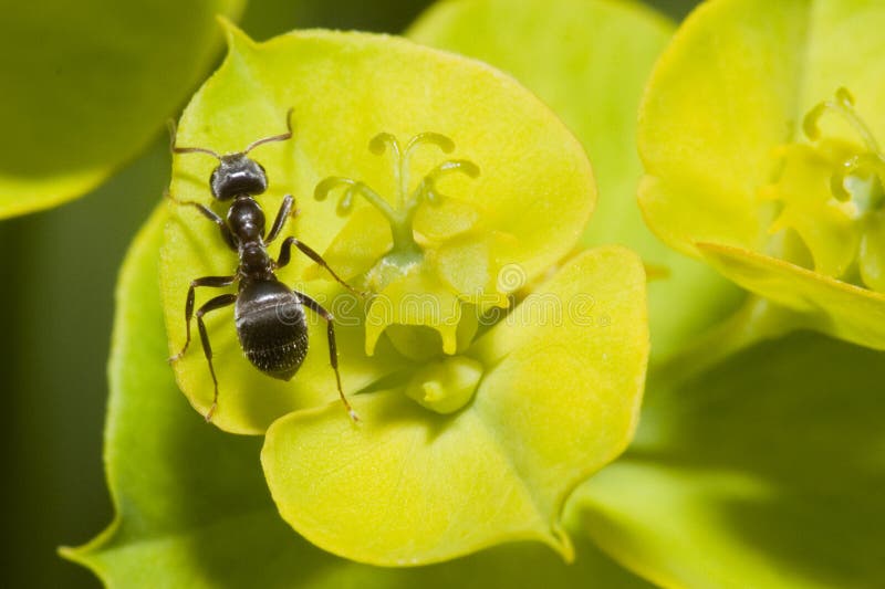 Ant on a yellow flower stock image. Image of outdoor 176264539