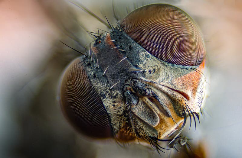 Macro photograph of the eyes of a green house fly, from the family Muscidae. Selective focus.