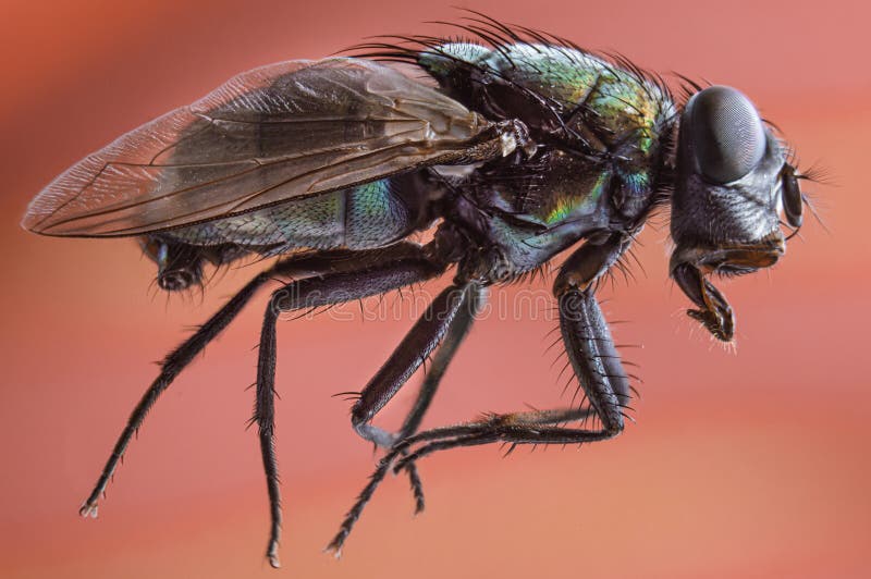 Macro photograph of a green house fly, from the family Muscidae. Red background. Selective focus. Macro photograph of a green house fly, from the family Muscidae. Red background. Selective focus