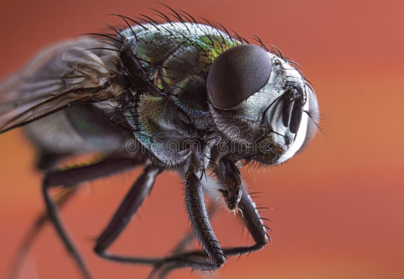 Macro photograph of a green house fly, from the family Muscidae. Red background. Selective focus. Macro photograph of a green house fly, from the family Muscidae. Red background. Selective focus